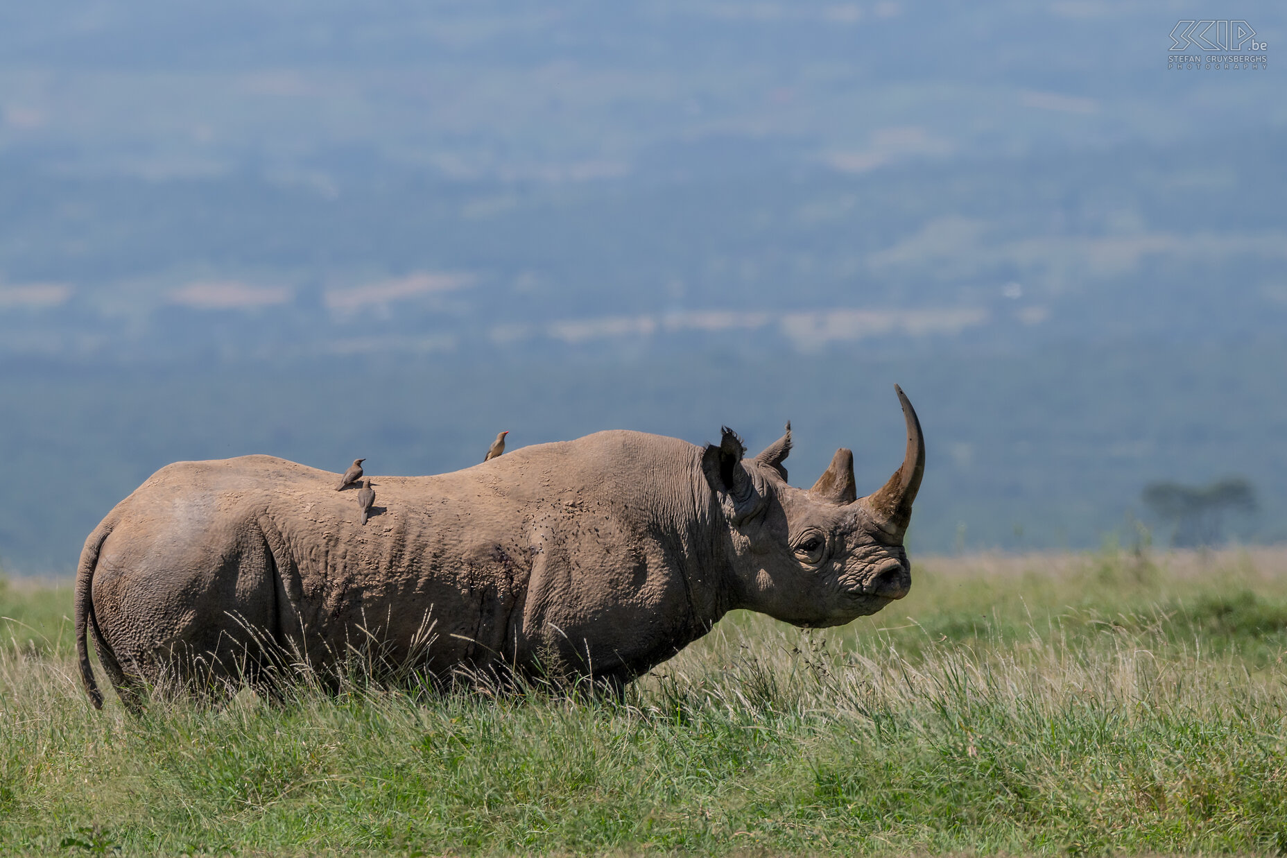 Solio - Black rhino Solio Game Reserve is a private park, little known, little visited, but beautiful and truly wild with very large numbers of southern white rhinos and black rhinos. Stefan Cruysberghs